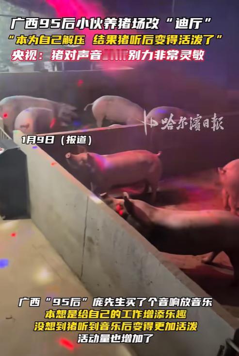 解释不清了！近日广西桂林，男子因为养猪实在无聊，就在猪舍中安装了一套音乐设备，让
