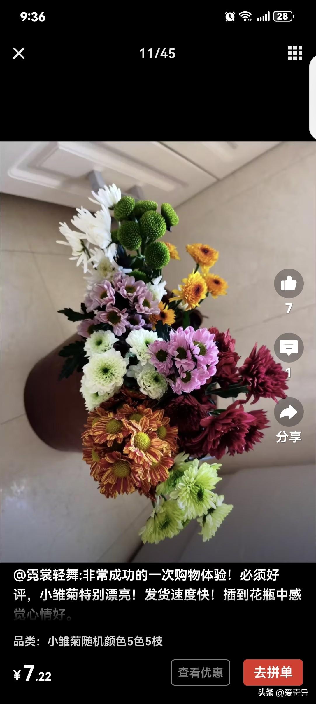 秋天，又到了买小雏菊的季节，大家看看这几个颜色怎么样？
