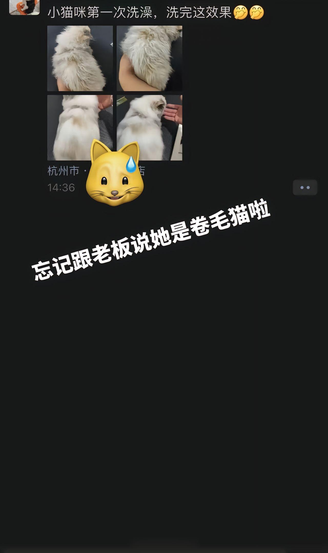 送猫去洗澡忘记跟老板说是卷毛猫了[跪了]#v笑年度大赏# ​​​