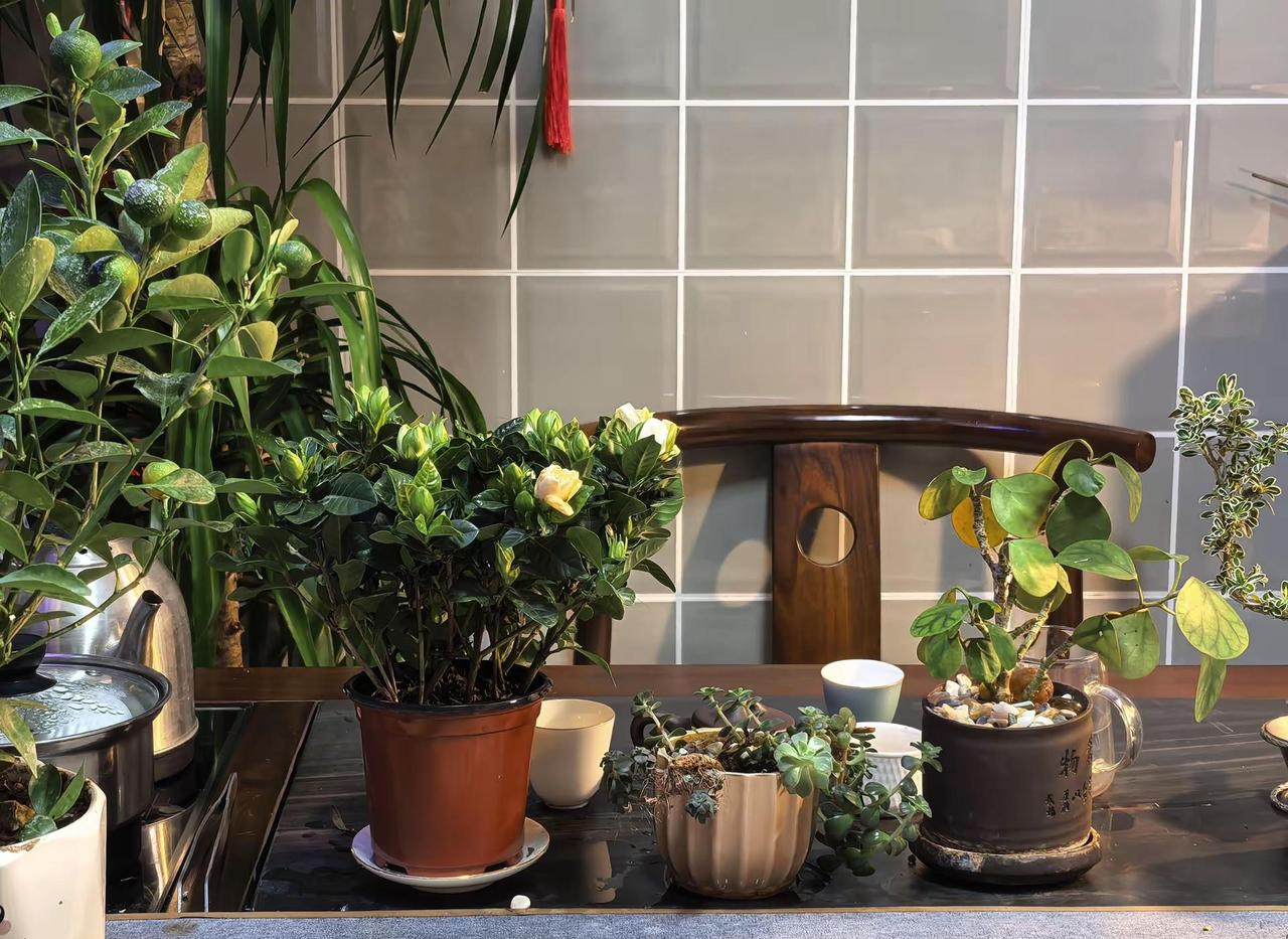 懂你的人无语多言 不懂你的人百口莫辩