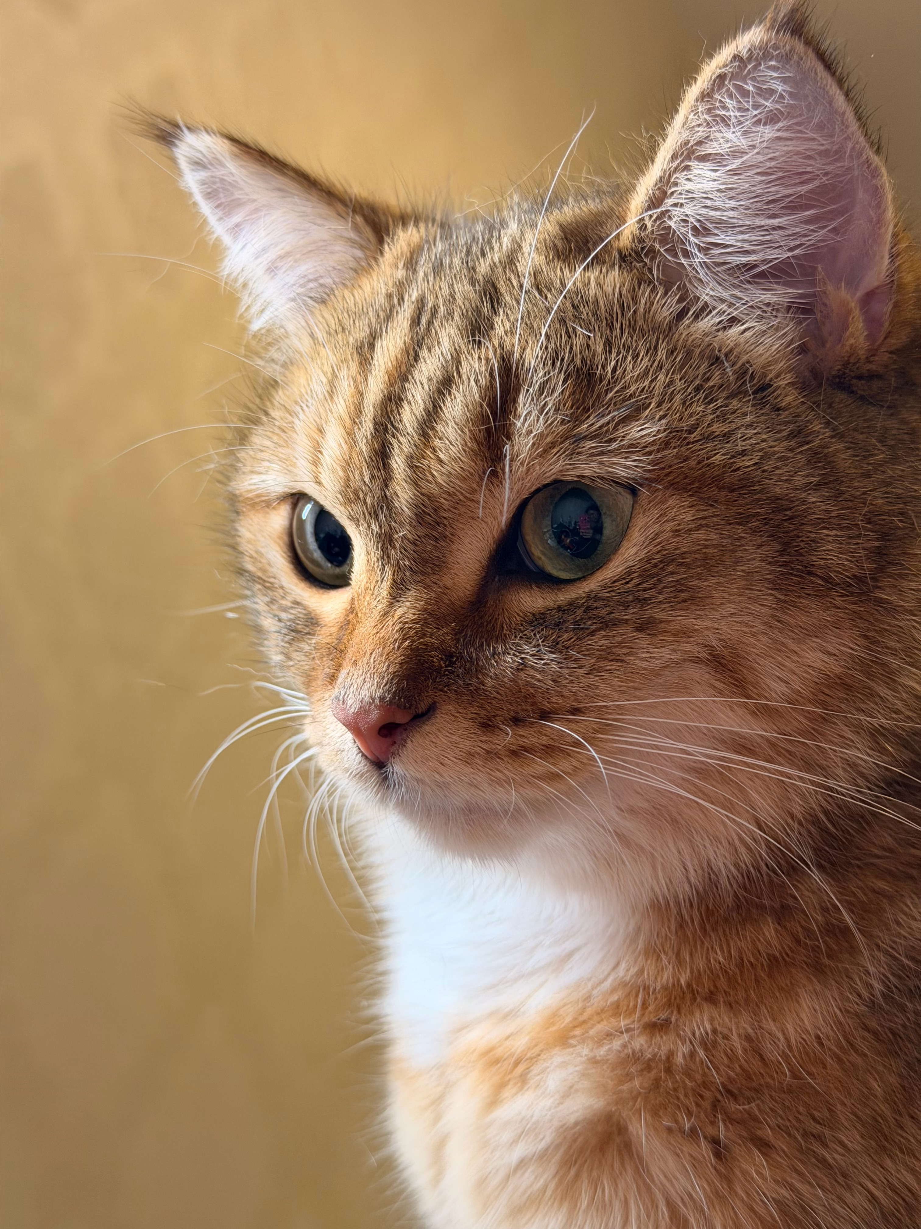 🐱 
