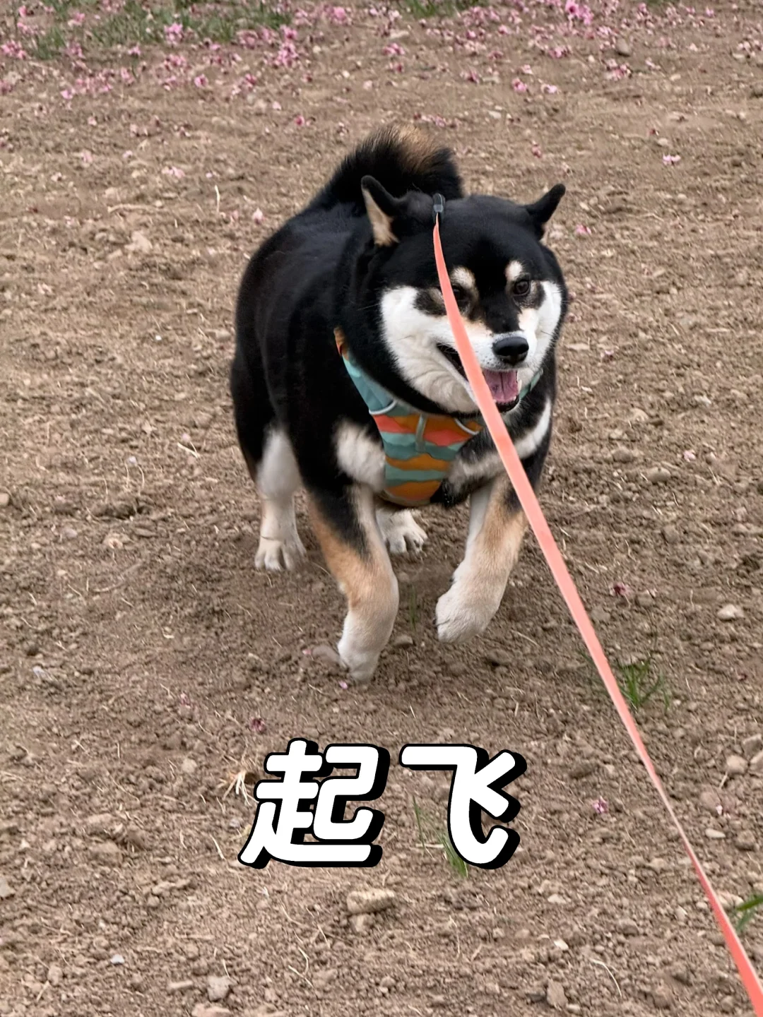 看，这就是实心小狗