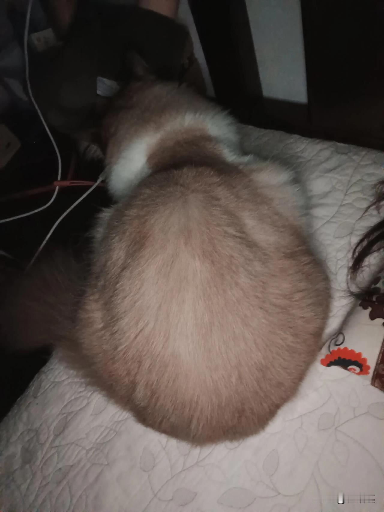 偷偷摸摸又来了
还屁股对着我
以为我睡着了

每次我上床
它就跳电脑桌上玩一会