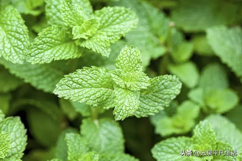 结果朋友一来，直接笑喷：你这养的根本就是路边野草！
商家发错货，我还当个宝伺候这