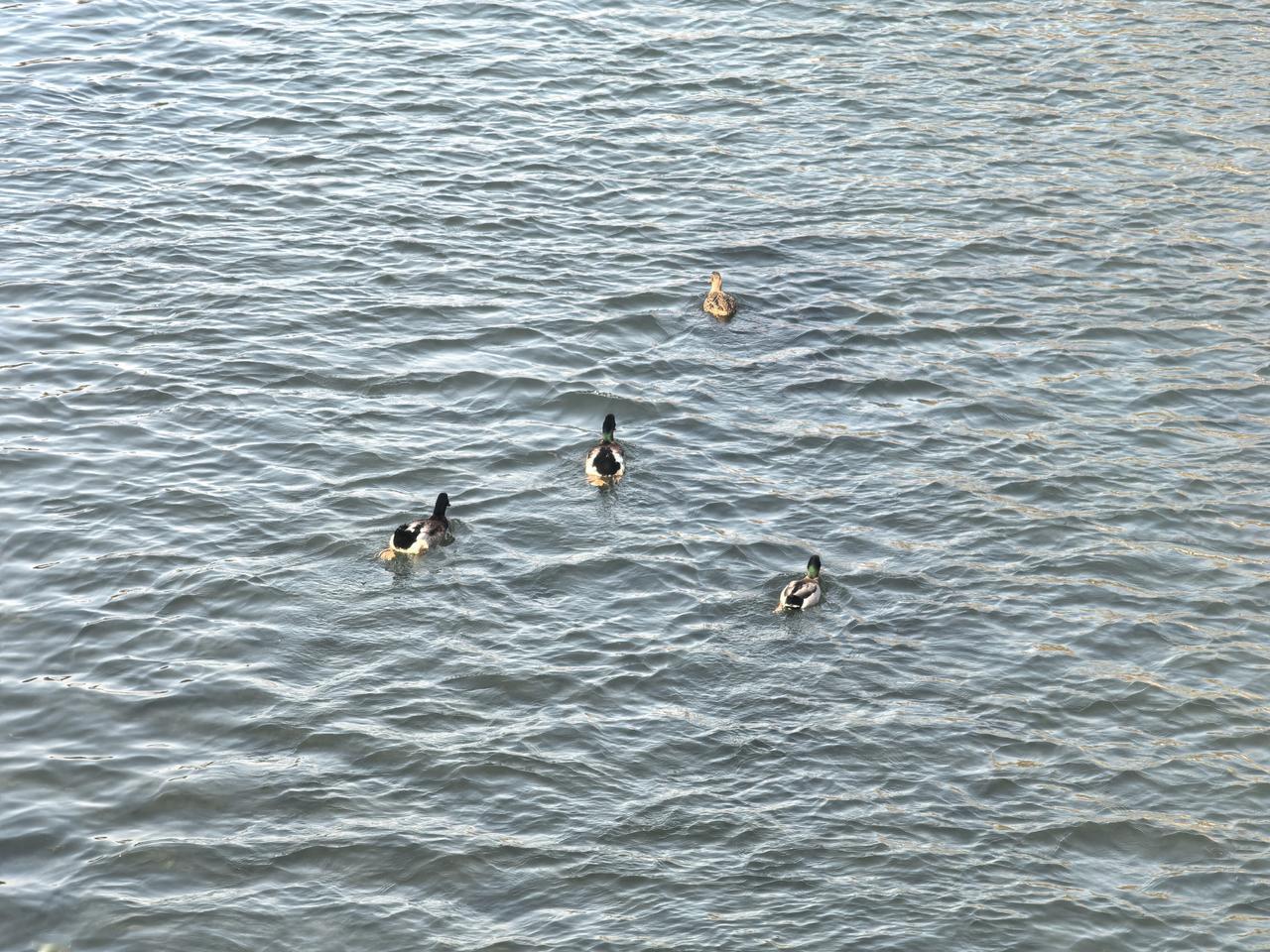 春江水暖鸭先知