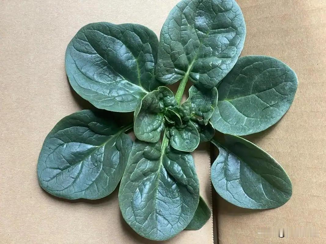 河南趴地菠菜大卖，网上出现了好多冒充河南趴地菠菜的，下面我就正宗趴地菠菜特征给大