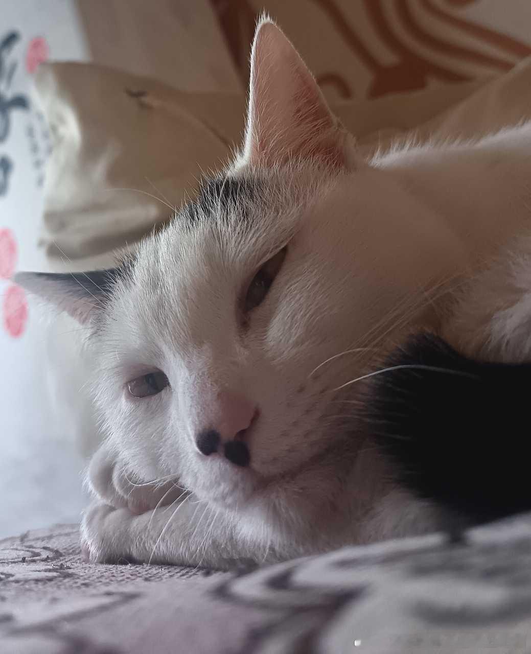 49598[丑猫]有点像一位故人 