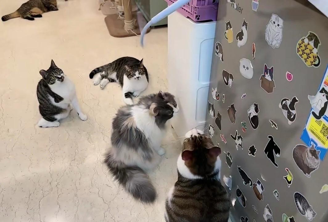 全员玩逗猫棒， 除了个别不合群的！