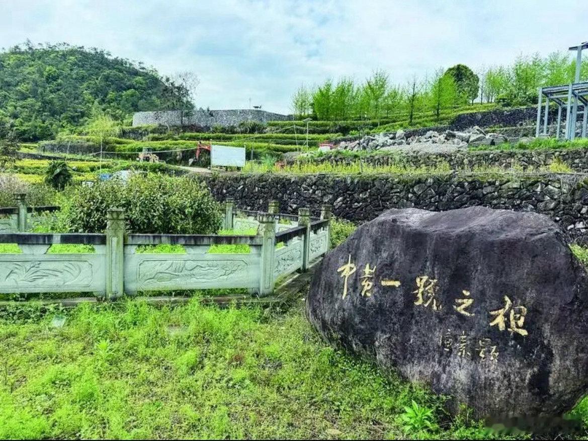 这棵变异株如今成为台州共富金叶子天台黄茶延链提质 以茶兴农绘就富民画卷 