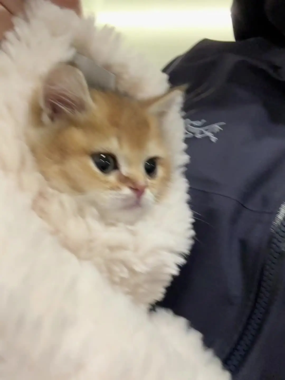 我不唱声嘶力竭的情歌