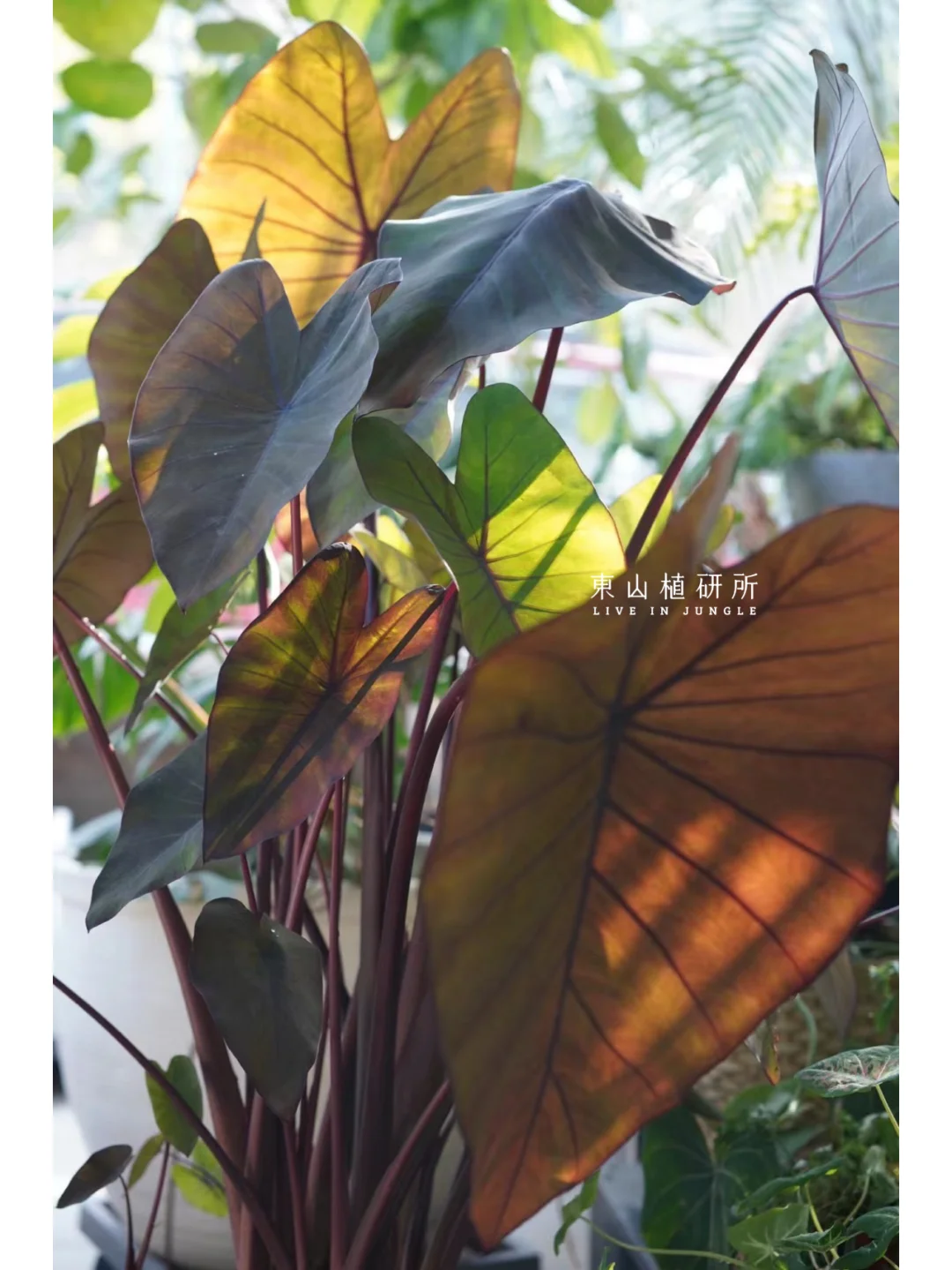 夏日植物| 用绿植和阳光治愈心情