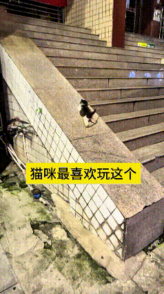 看到这个视频，笑出眼泪！这小闺女跟她家猫玩得可真好！她把猫抱到斜坡上，看着猫自己