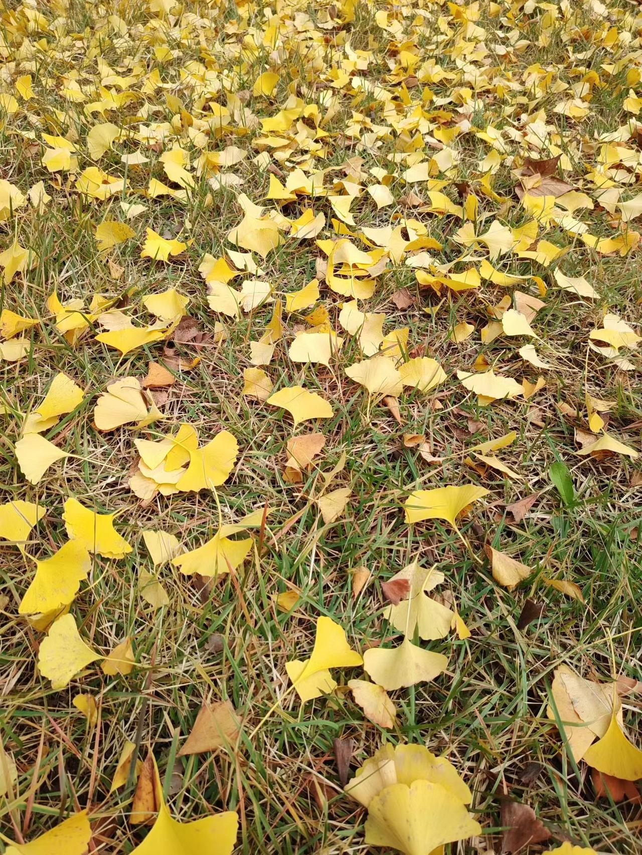 从来银杏不负秋落叶念秋 银杏深黄时 银杏 银杏秋 秋日落叶季