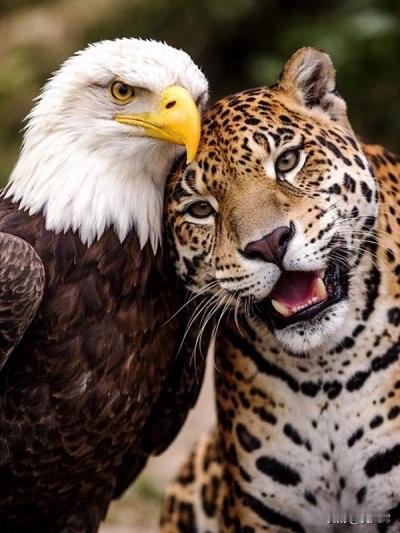 哥伦比亚总统与特朗普通话后发布美洲豹与白头海雕合影
 
哥伦比亚总统古斯塔沃·佩