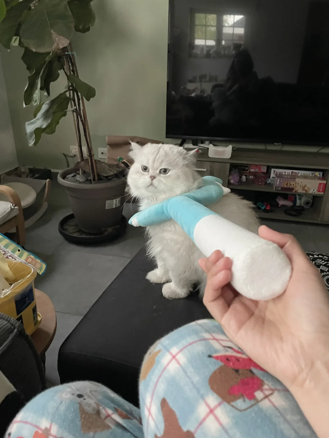 EcoPawPaw创业日常｜犯罪嫌疑糯已被逮捕
