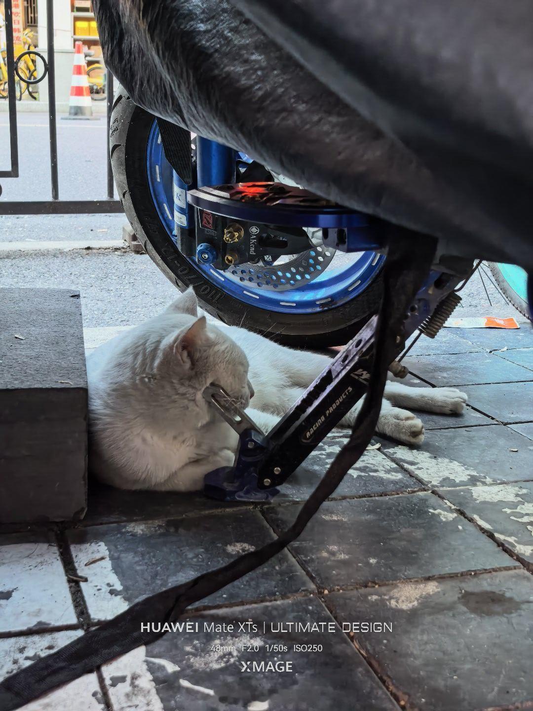 猫猫 ​​​