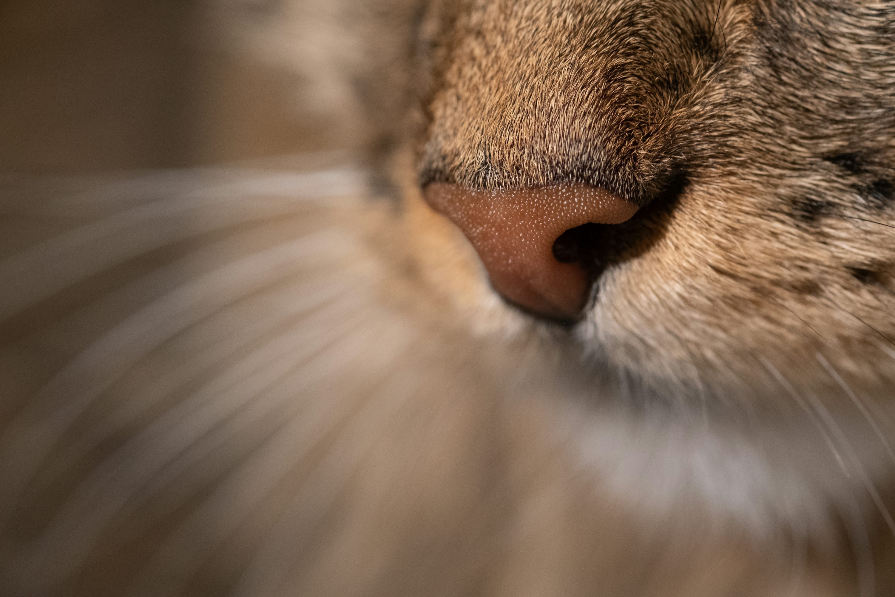 动物冷知识 猫咪的胡须，不只是“装饰品”🐱它们叫触须，根部连接着非常敏感的感受
