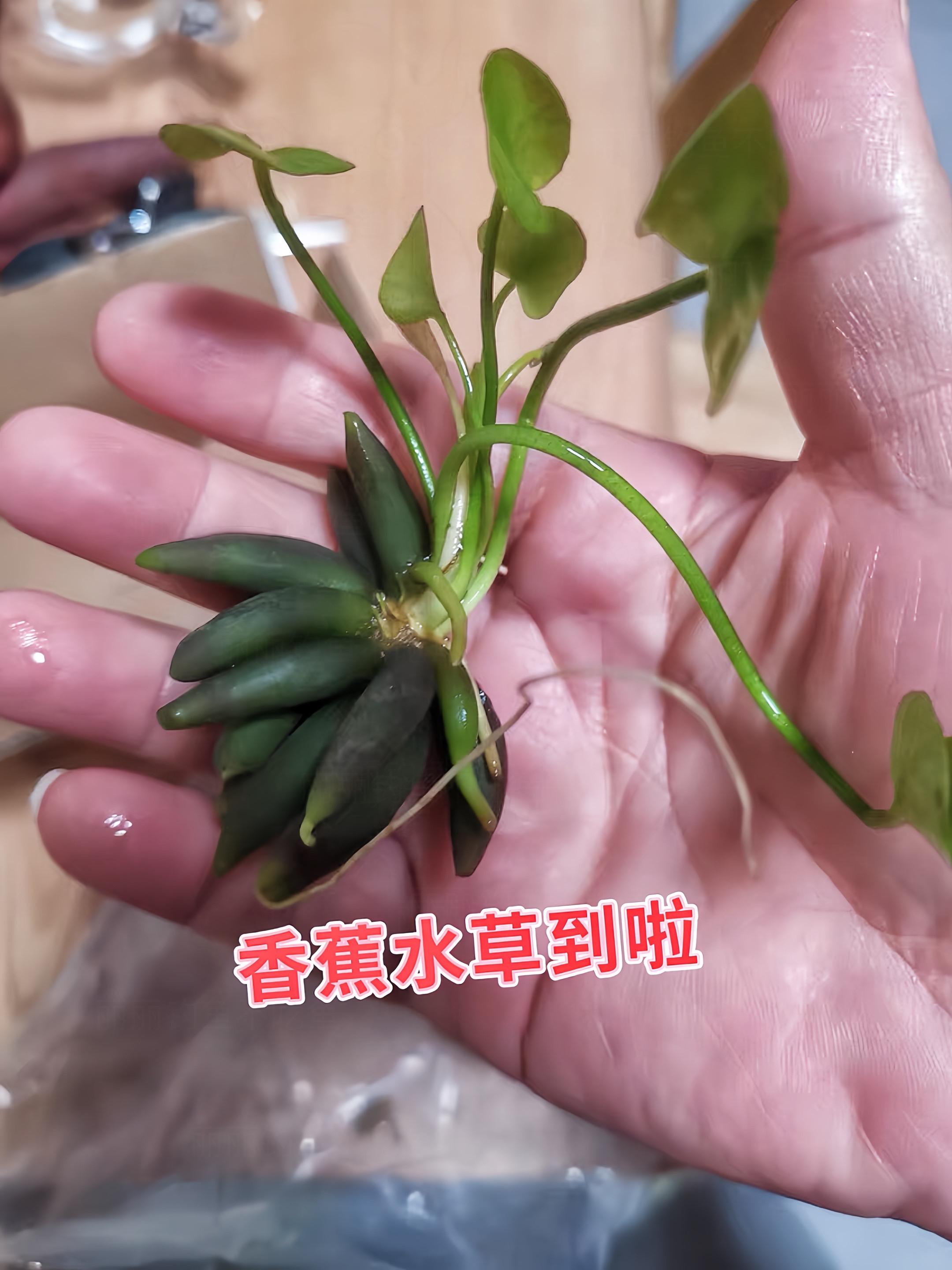 1. 新手友好：还在为养不好水草发愁？香蕉水草绝对是新手玩家的福音！它...