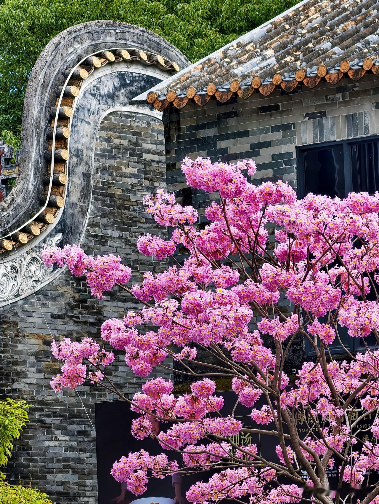 冬至前一天。
紫花风铃木。
一树繁花。