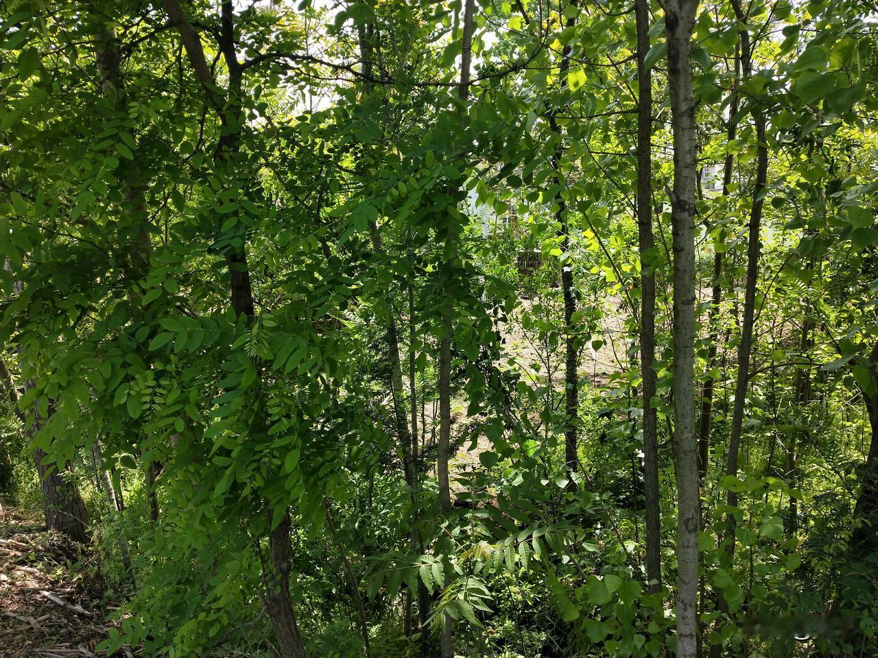 夏天的气息就是绿色扑面而来，这种浓郁的绿色，像是染料泼洒的一样，或者说被染料深深