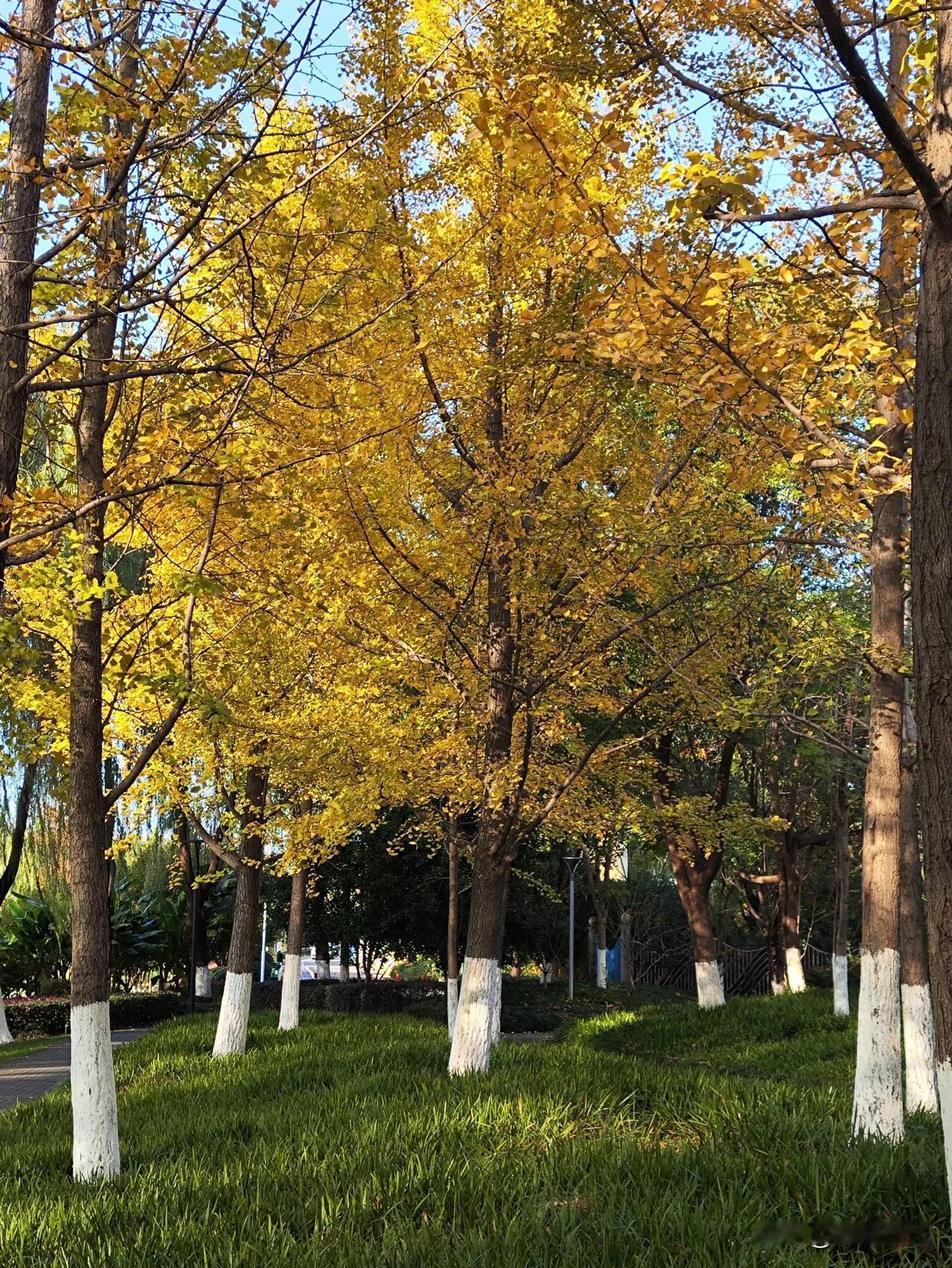 绚丽的多彩
植物界看初冬树叶美景 美丽的初冬景色