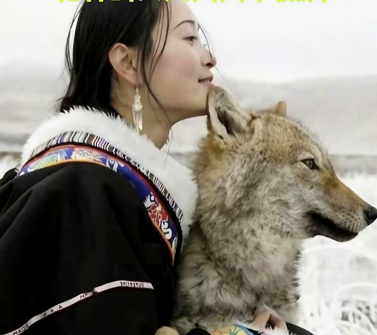 别再刷《重返狼群》了！
 
那个养狼的女人李微漪，如今却公开恳求，希望大家能忘了