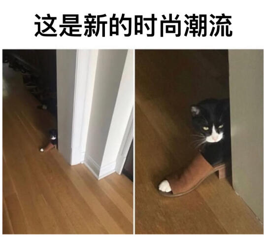 关于小猫咪的梗图🦴