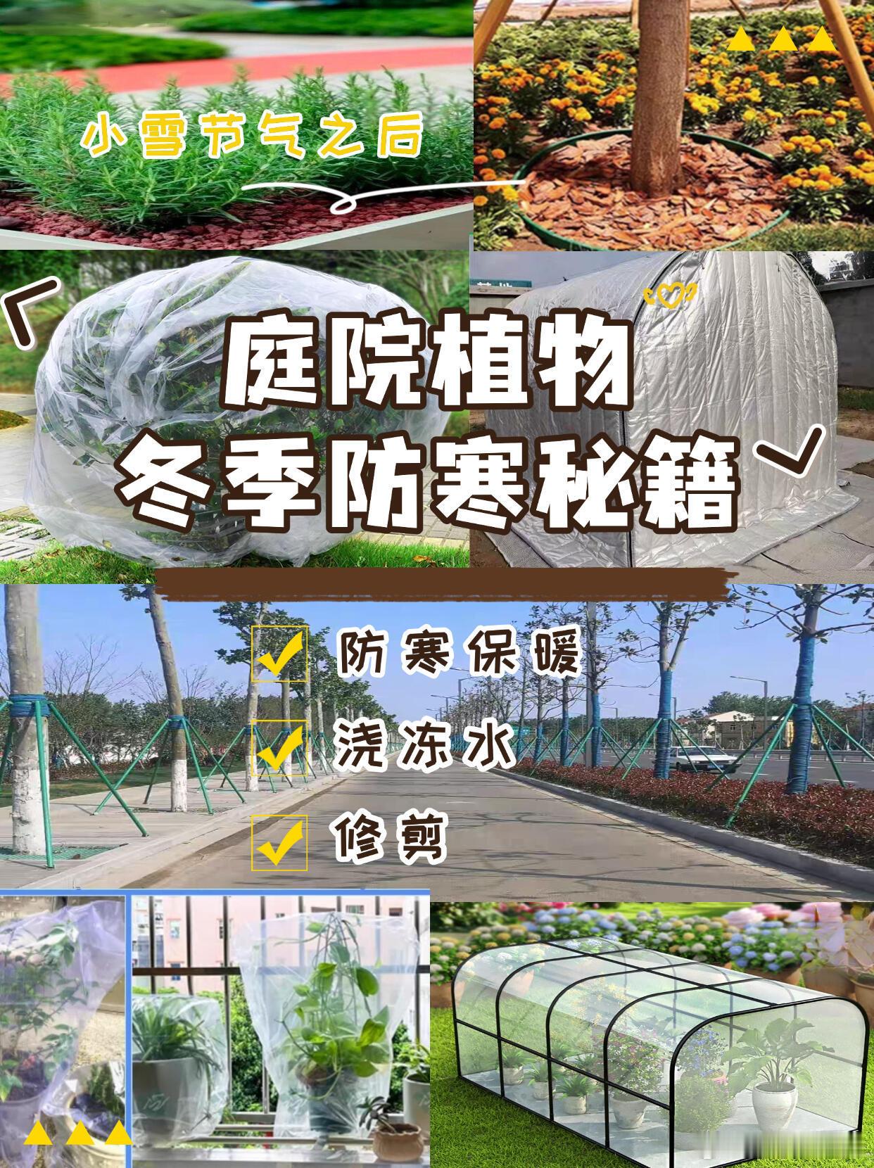 上海的树已经开始绒里绒气了  只有这棵树能让我在冬天出门了 一到冬天，路边这些植