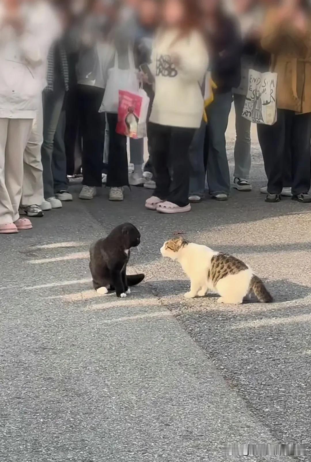 围观猫咪打架的，都是女生，十有八九是在一个大学。好多女孩子喜欢养宠物，尤其是养猫