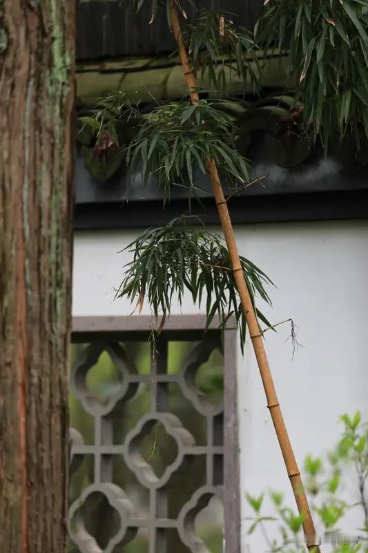 上联:“听竹听雨听松韵”对“观人观景观风景”，这联对得有意思。上联听觉感受，下联
