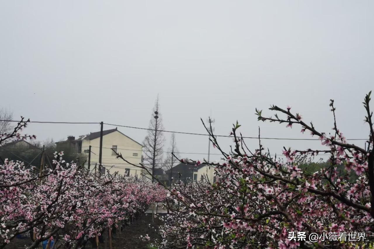 说起我舅妈，以前也是个狠人。但看着如今她，我心里真是五味杂陈，说不出的滋味来。