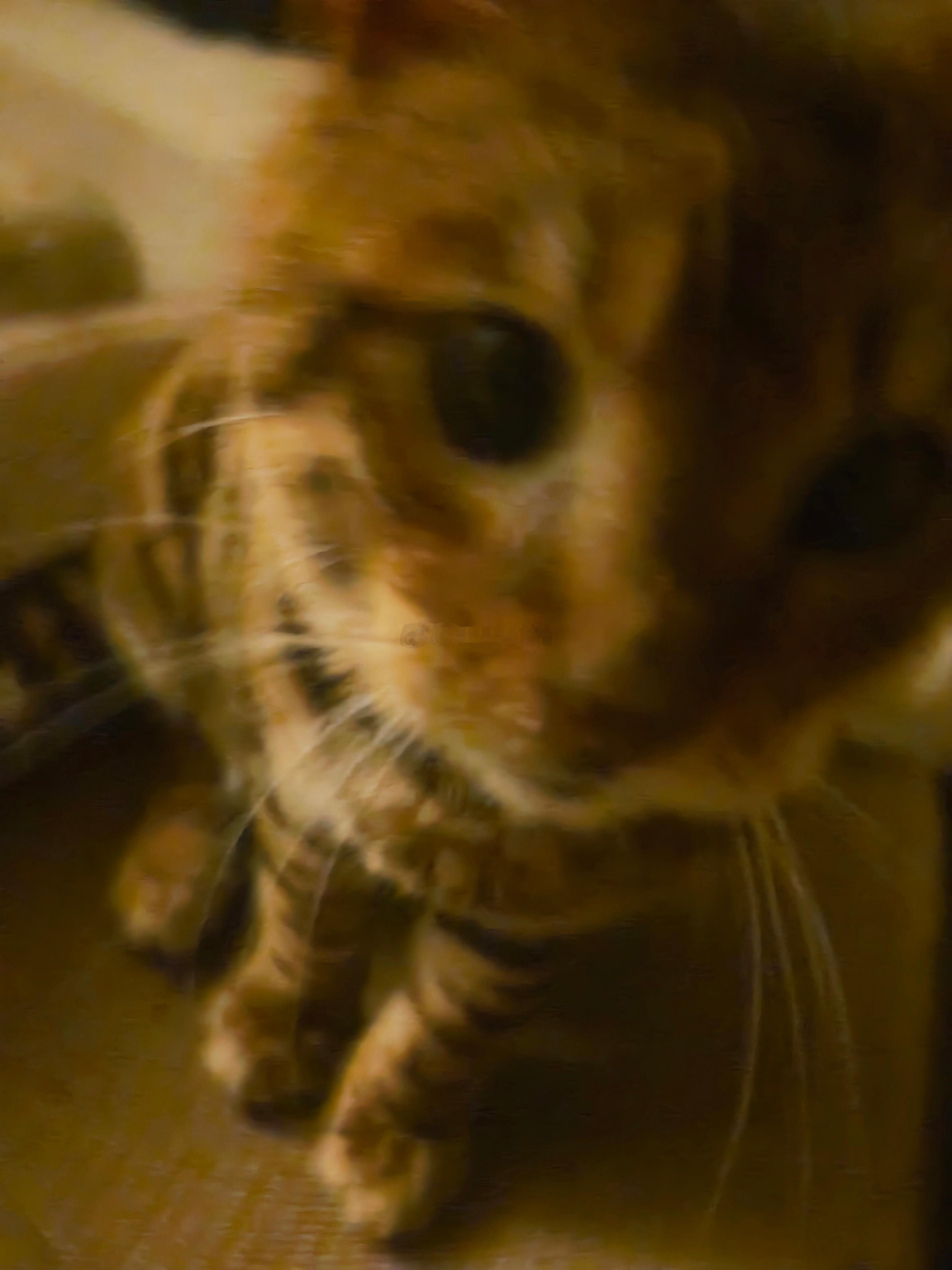 这睡姿怎么这么像我