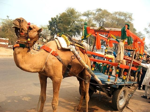 不得了！印度共和国日阅兵有大看点，史上首个动物方队登场。这“特殊作战力量”由猫猫