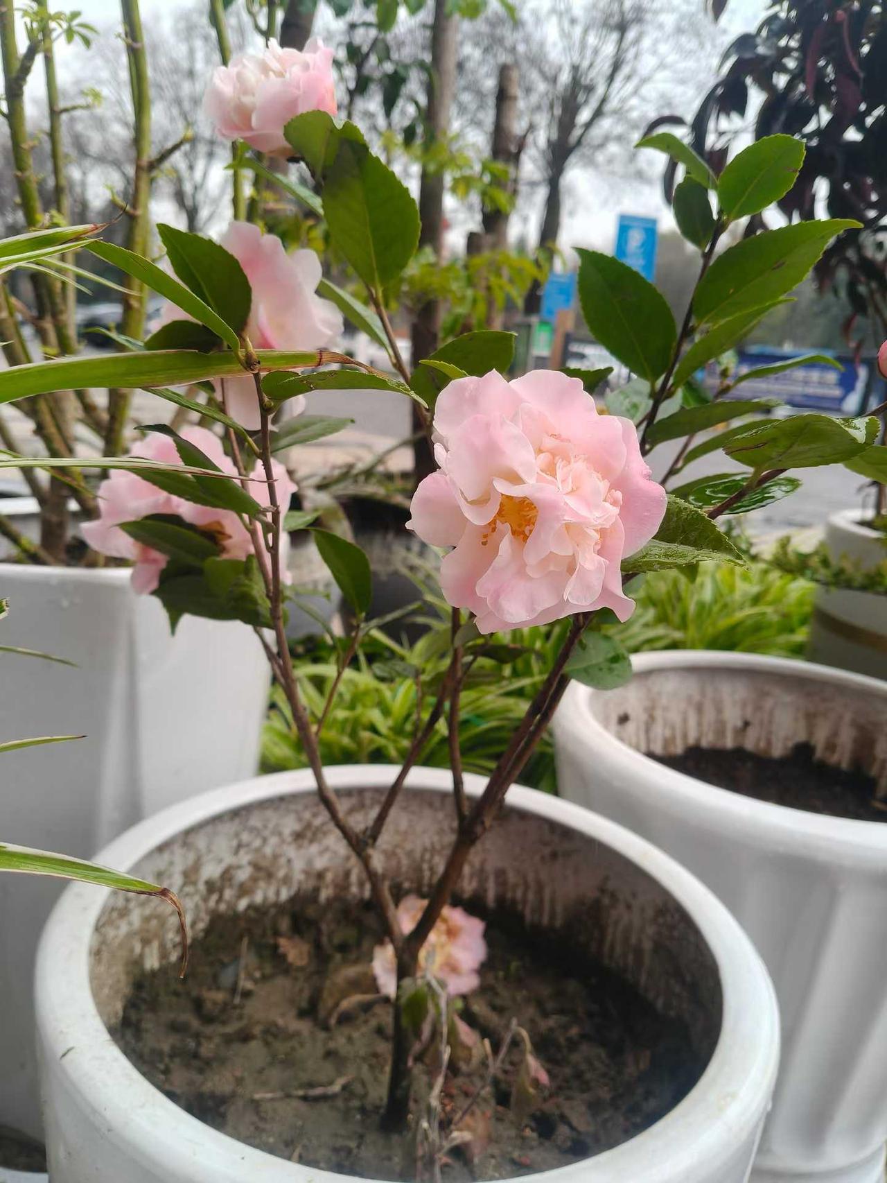 开花了