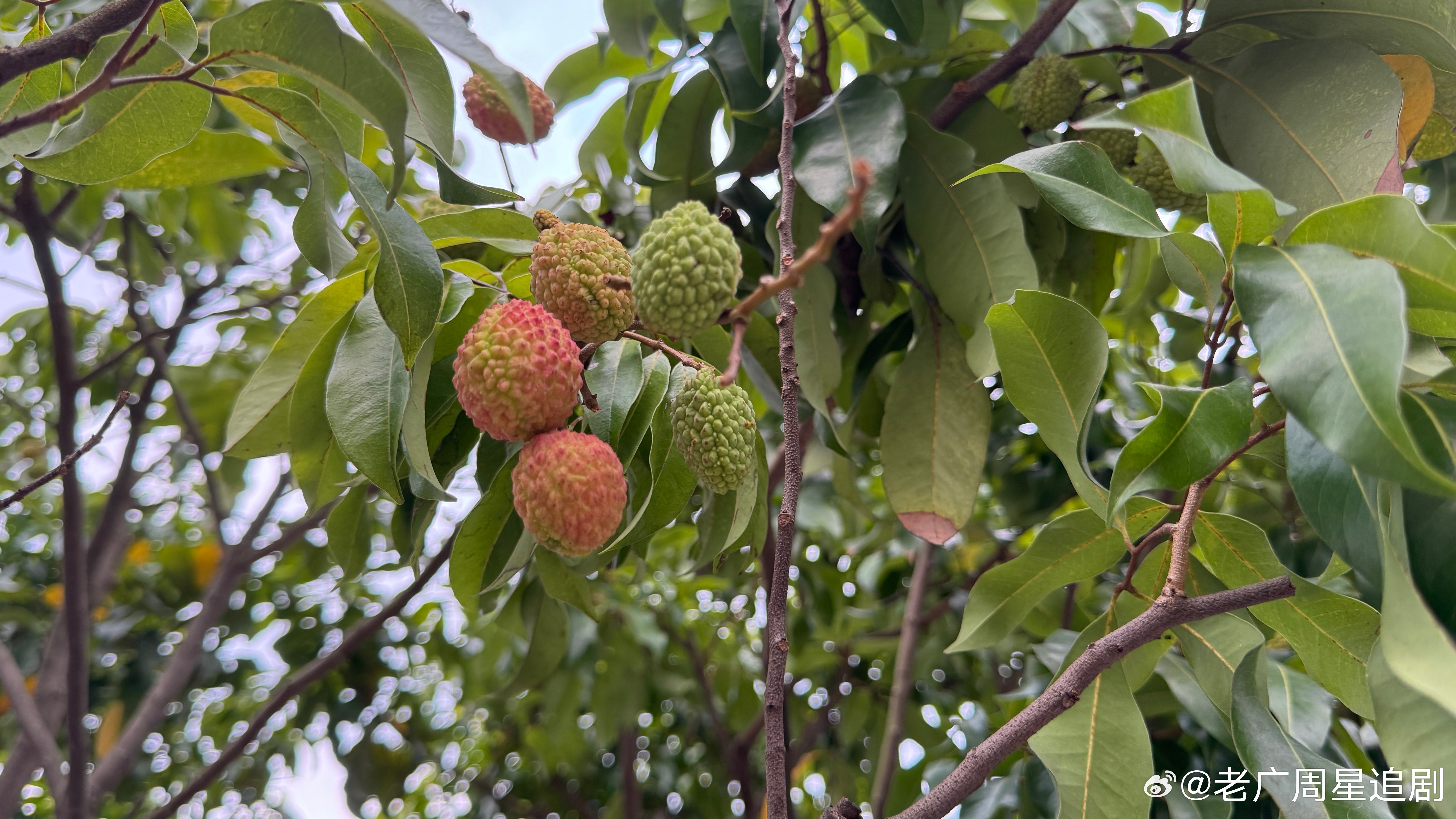 哇塞，邻居家的荔枝快熟了