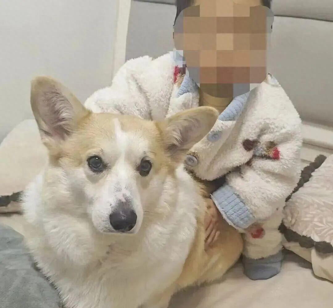 父亲出门遛狗短短12分钟，两岁幼童独自在家不幸坠楼离世！一场极致荒唐的监护疏忽，
