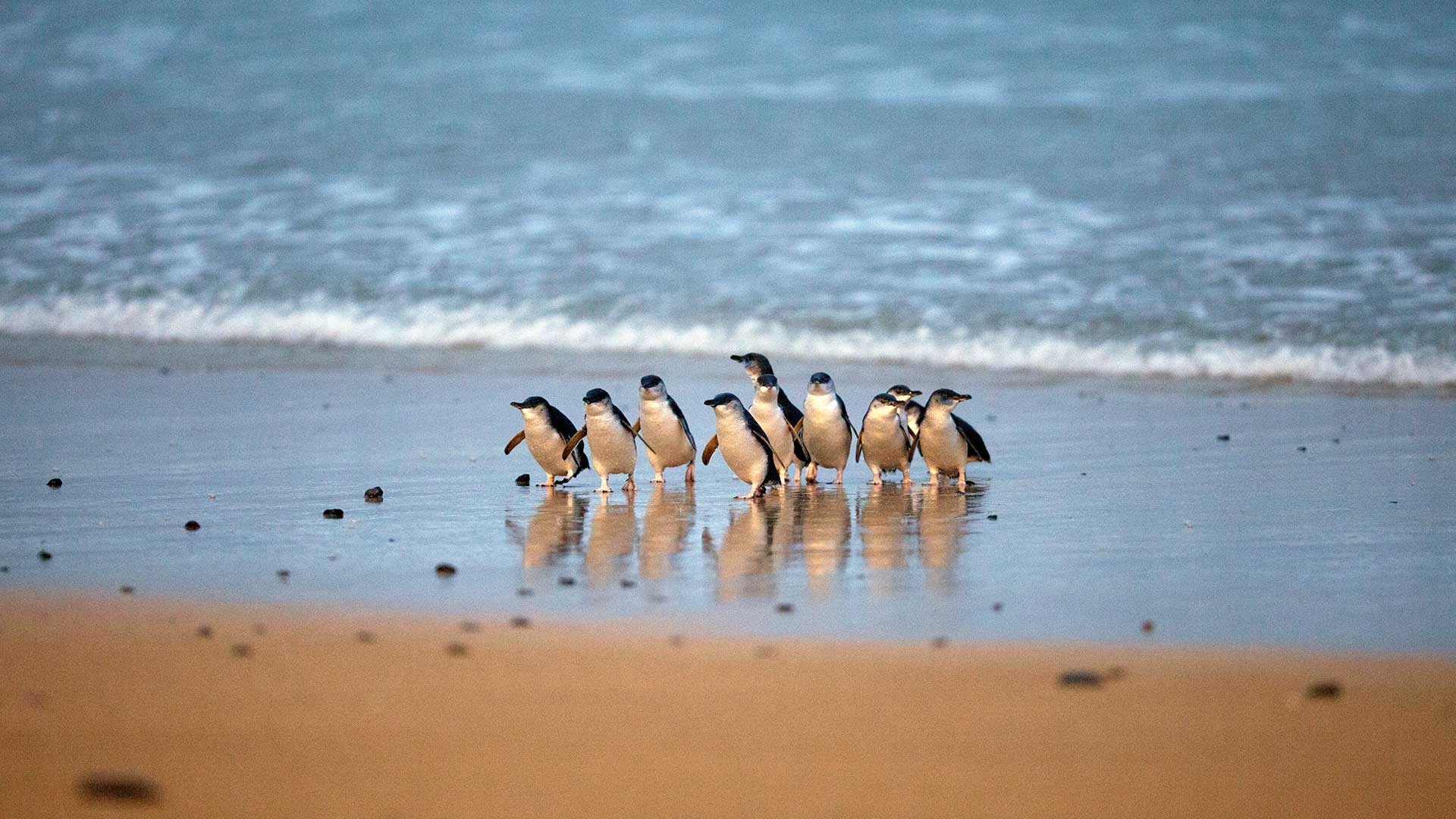 澳洲旅行日记：今天是非常圆满的一天！蒸汽小火车🚞+小蓝企鹅🐧归巢两个墨尔本特