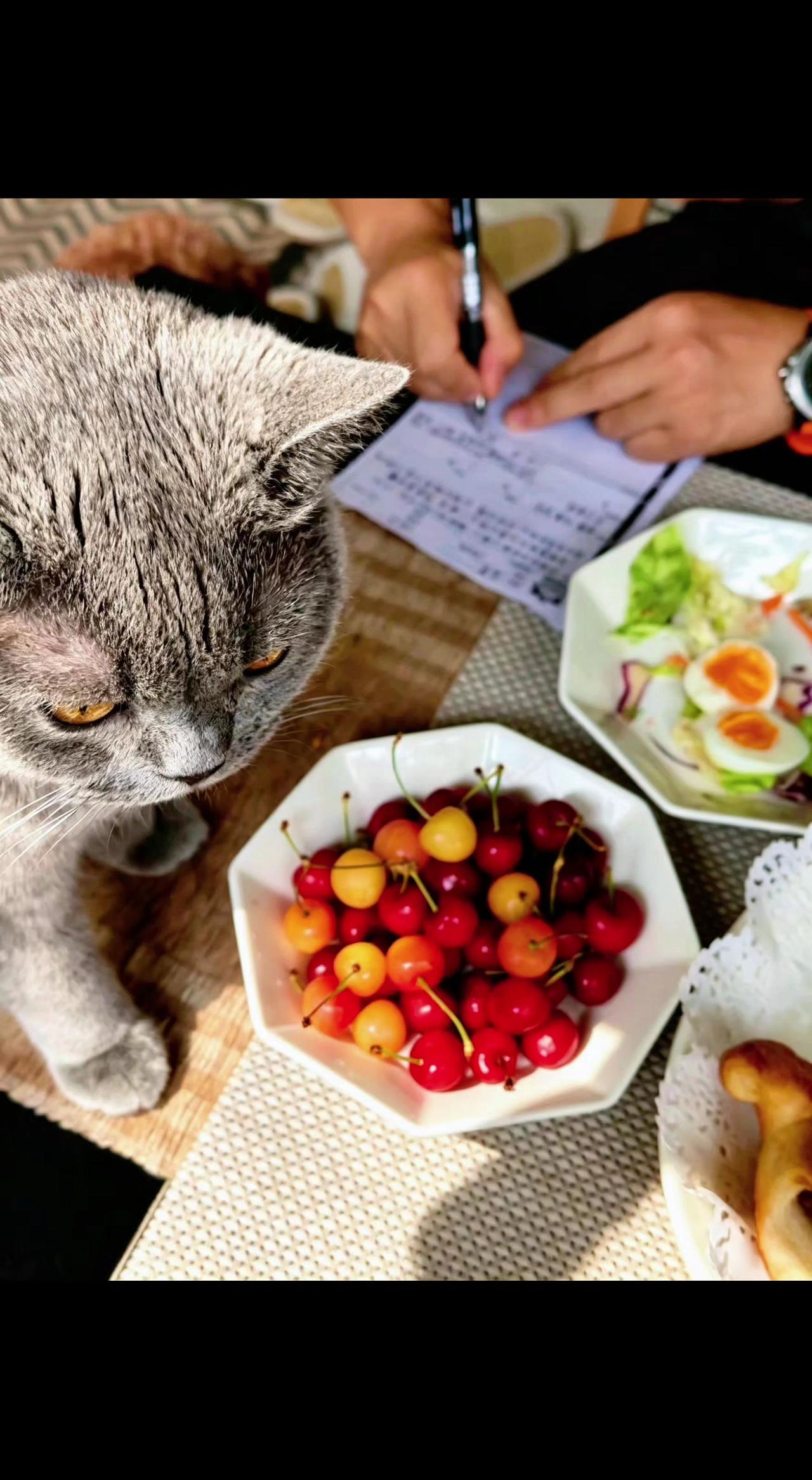 🍒猫主子盯着樱桃，像在审阅今日份甜蜜✨。笔尖沙沙，时光在果香里慢慢打盹～