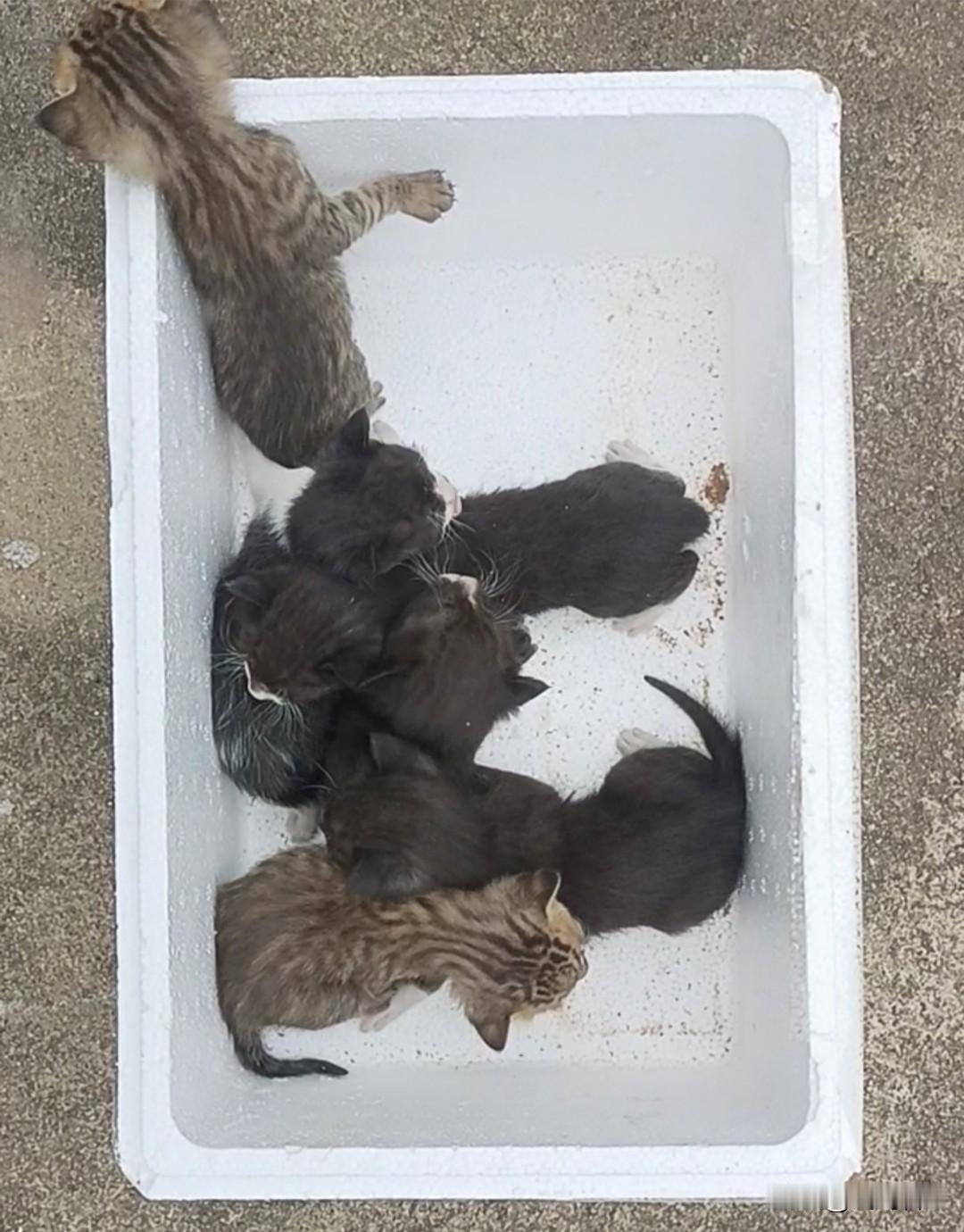 小猫咪一窝一般都下几个小崽收养的流浪猫，4月3日生了六只，两公四母。