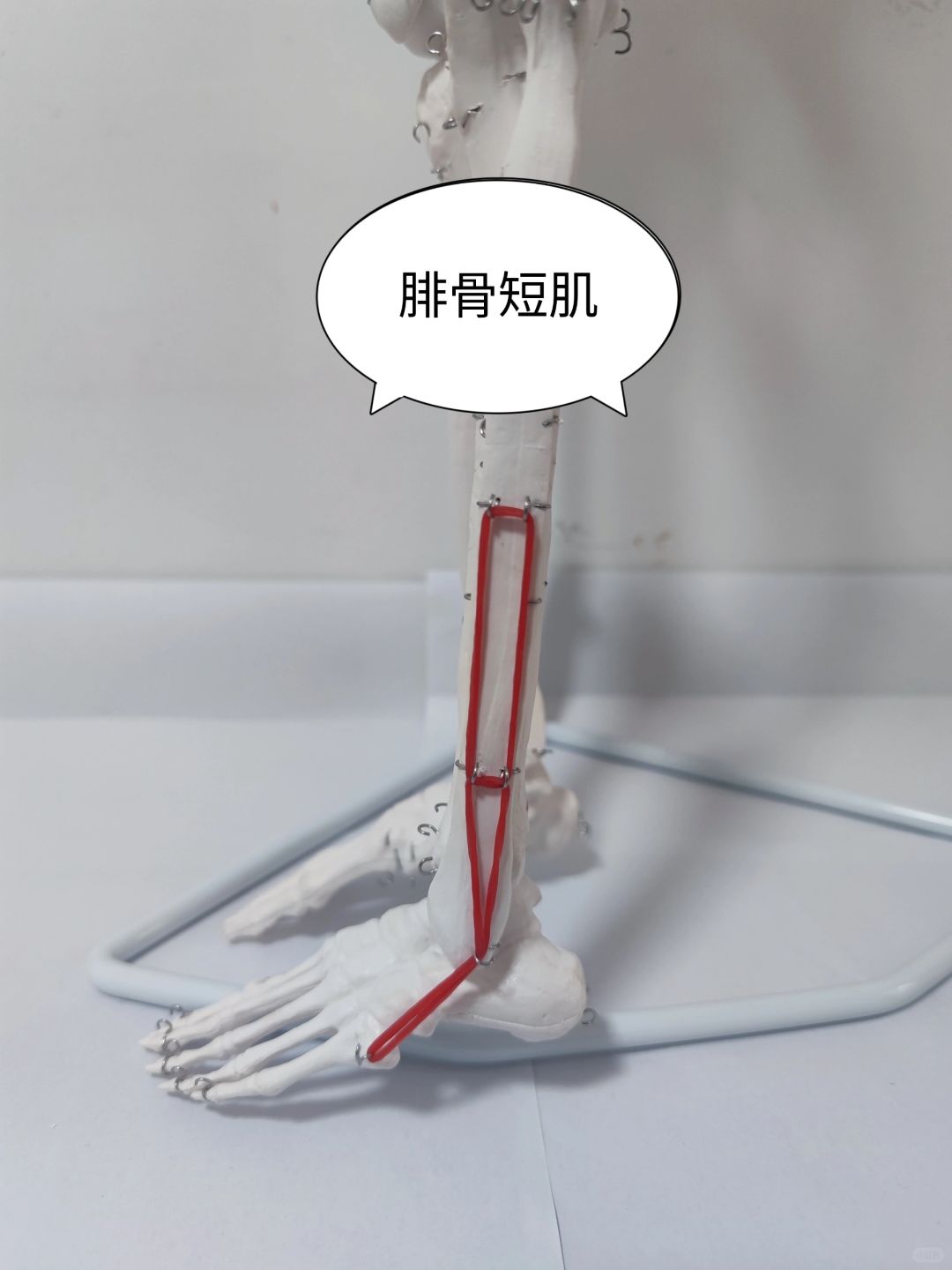 腓骨短肌