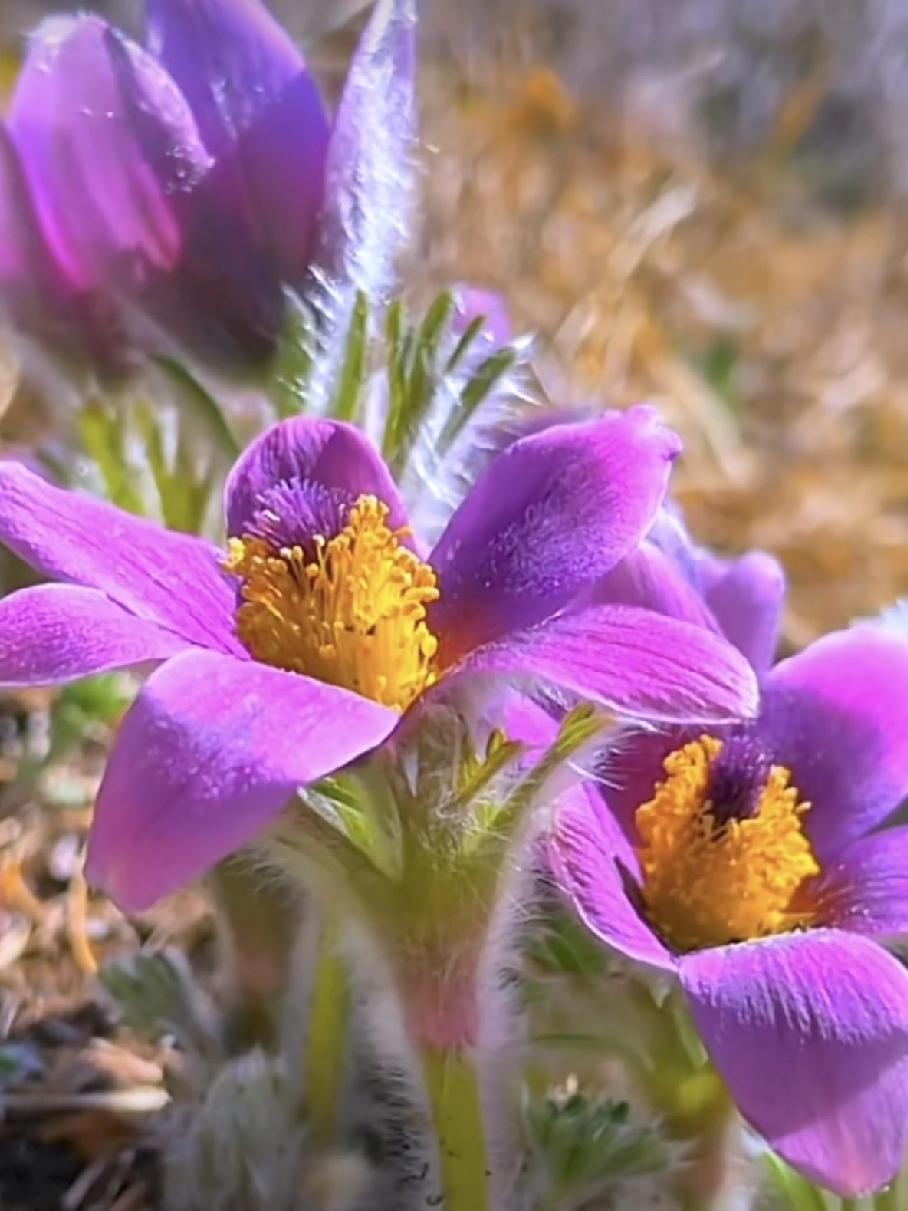 白头翁，在我老家叫耗子花。小的时候，每年四月末五月初，经常在家的小后山上看到它。