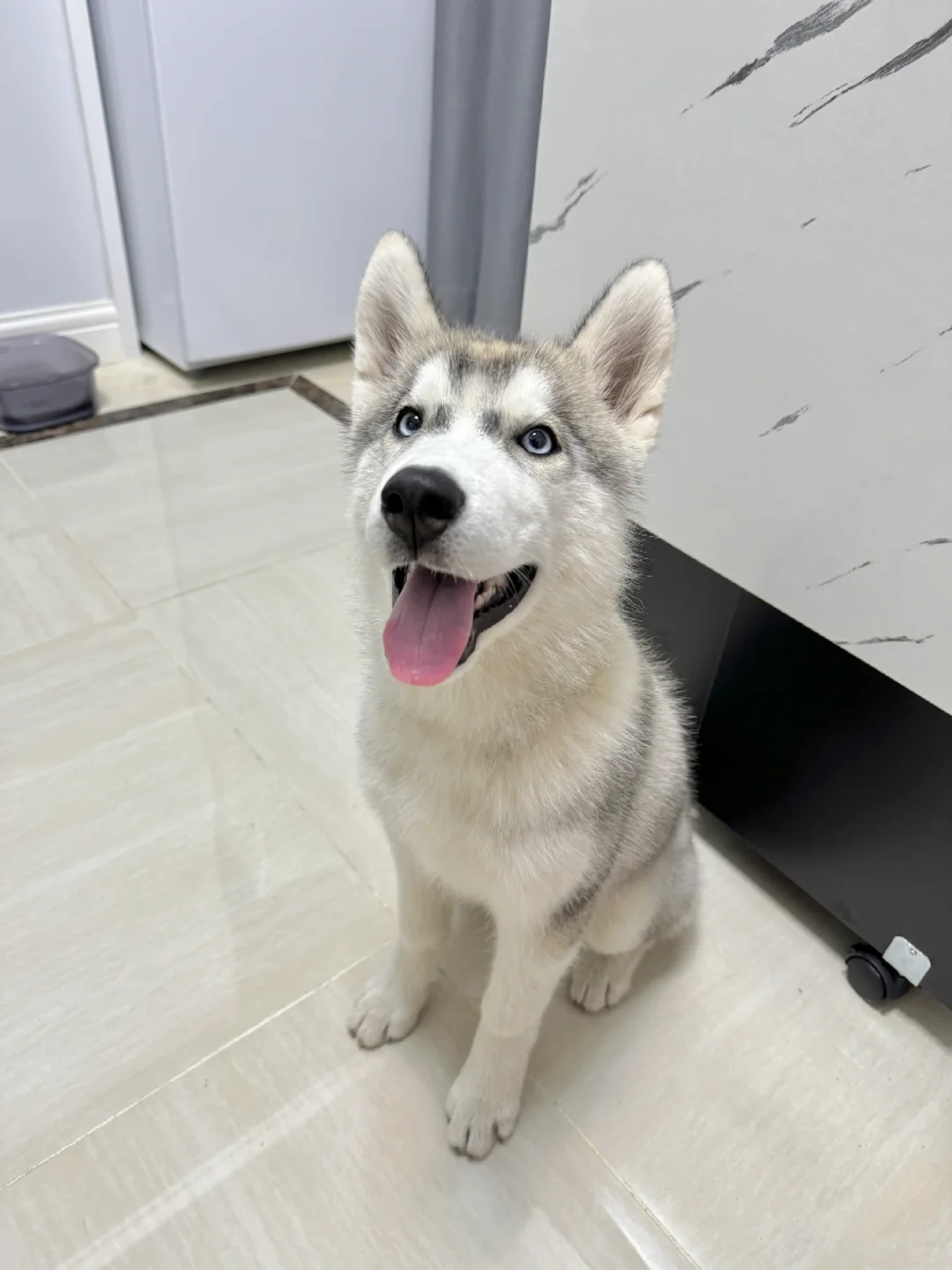 谁说哈士奇拆家 明明是小天使