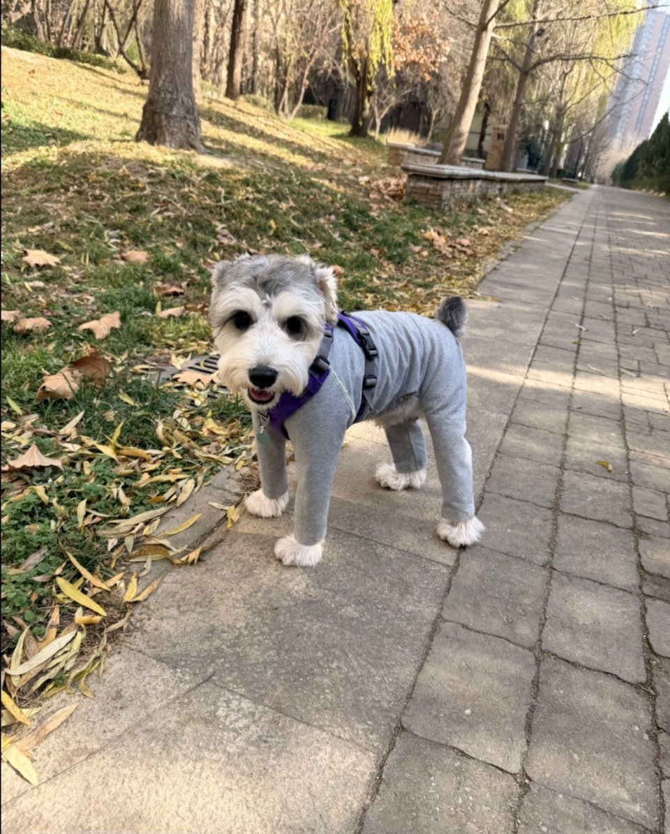 雪纳瑞不许当模特这件是小灵提的衣服，店家一开始不卖我说腿不够长，我说你放心我家狗