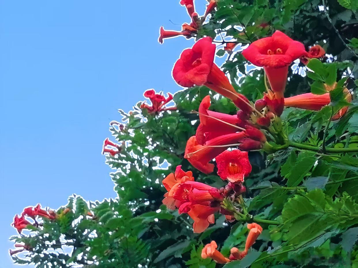 夏日限定浪漫，是满墙凌霄花～寻美河南