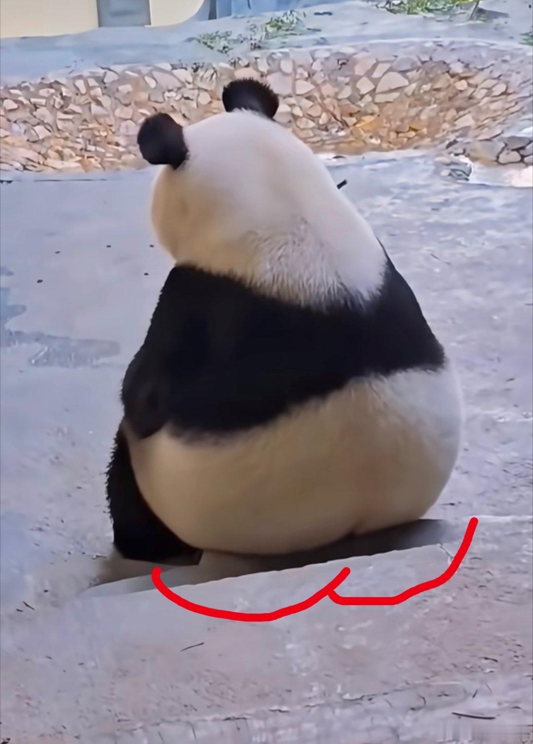 哈哈哈哈，华丽的蜜桃臀。 