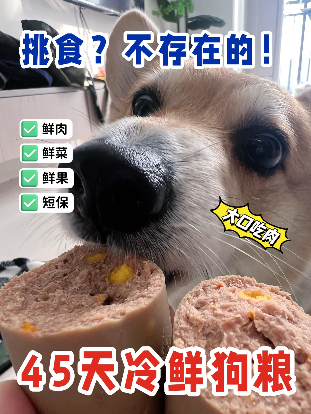 我宣布，柯猪减肥失败！！！