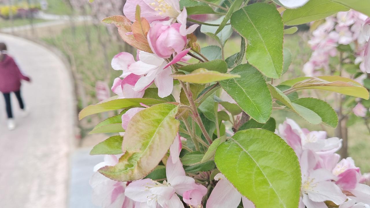 春日漫步，粉花盛开，悠然自得。