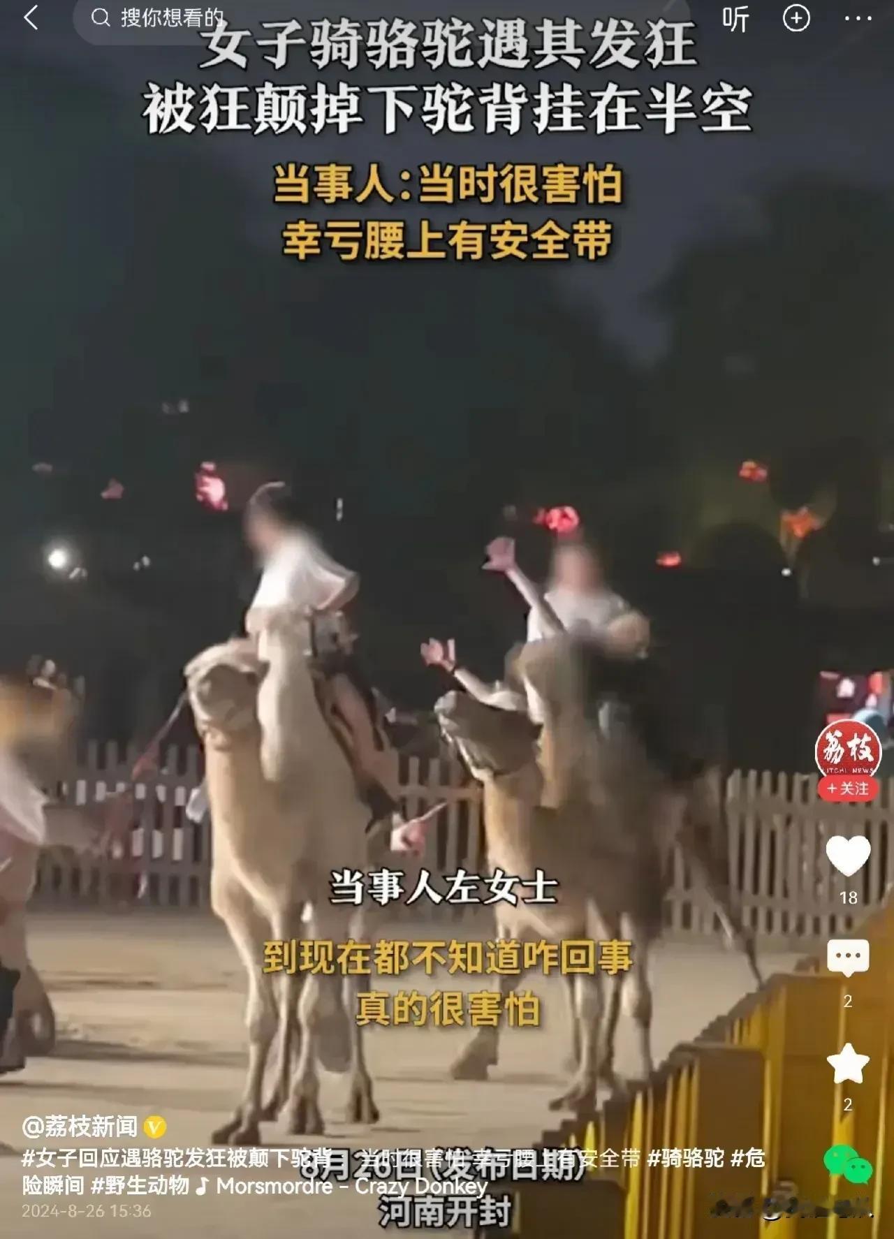 女子骑骆驼，偶遇骆驼发狂把她颠下来了。幸亏她腰里系着安全带，骆驼把她颠下来以后她