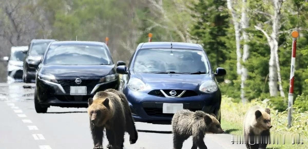 小日子连国内的熊都对付不了，还好意思各种放狠话？堂堂一个世界大国，居然被熊瞎子给