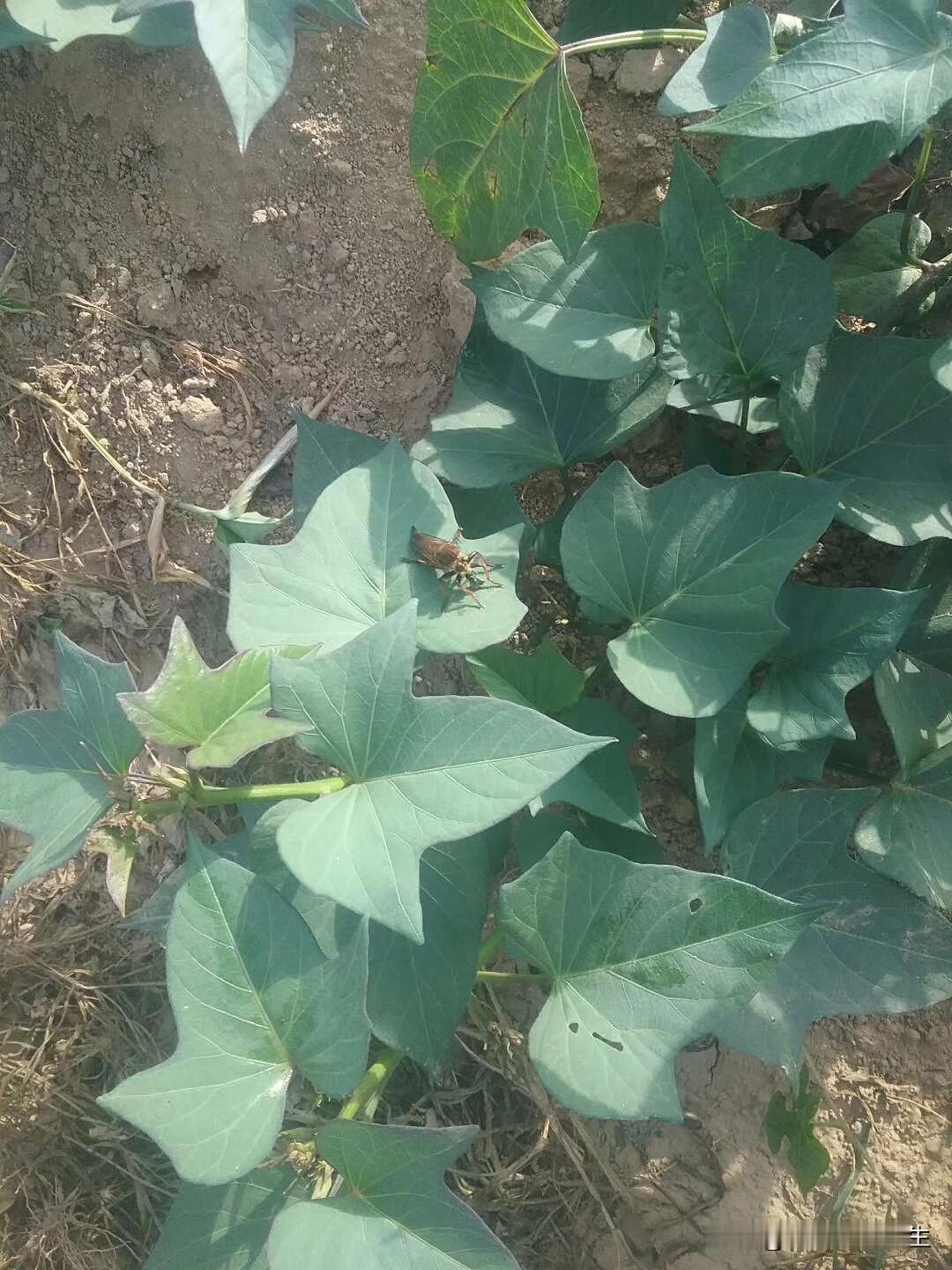 这种能飞的昆虫，大连人叫瞎眼蜢，专盯住牛，猪等动物吸血，厚厚的皮都能扎透。如果人